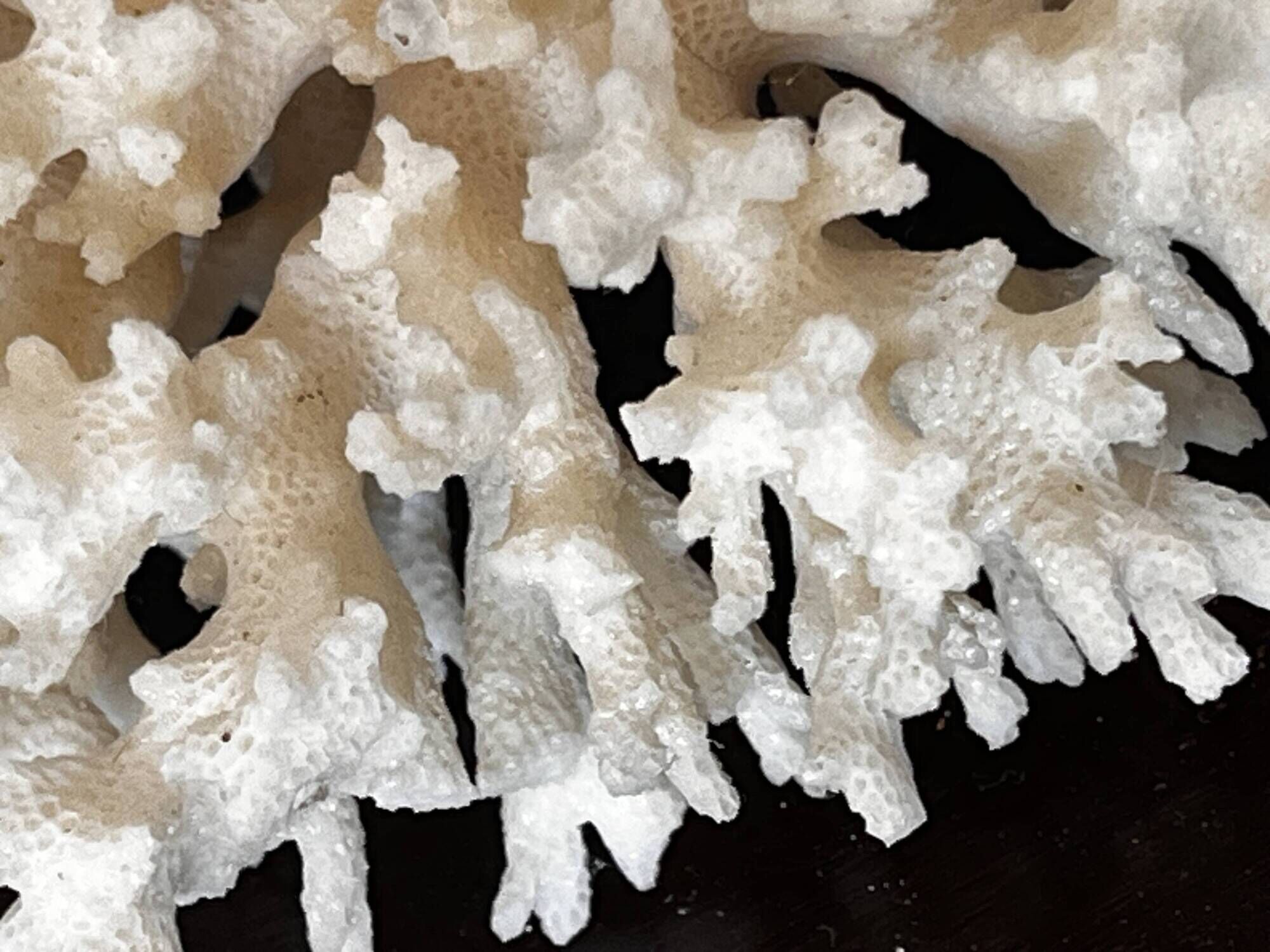 Ancient coral