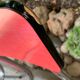 Red formica chairs