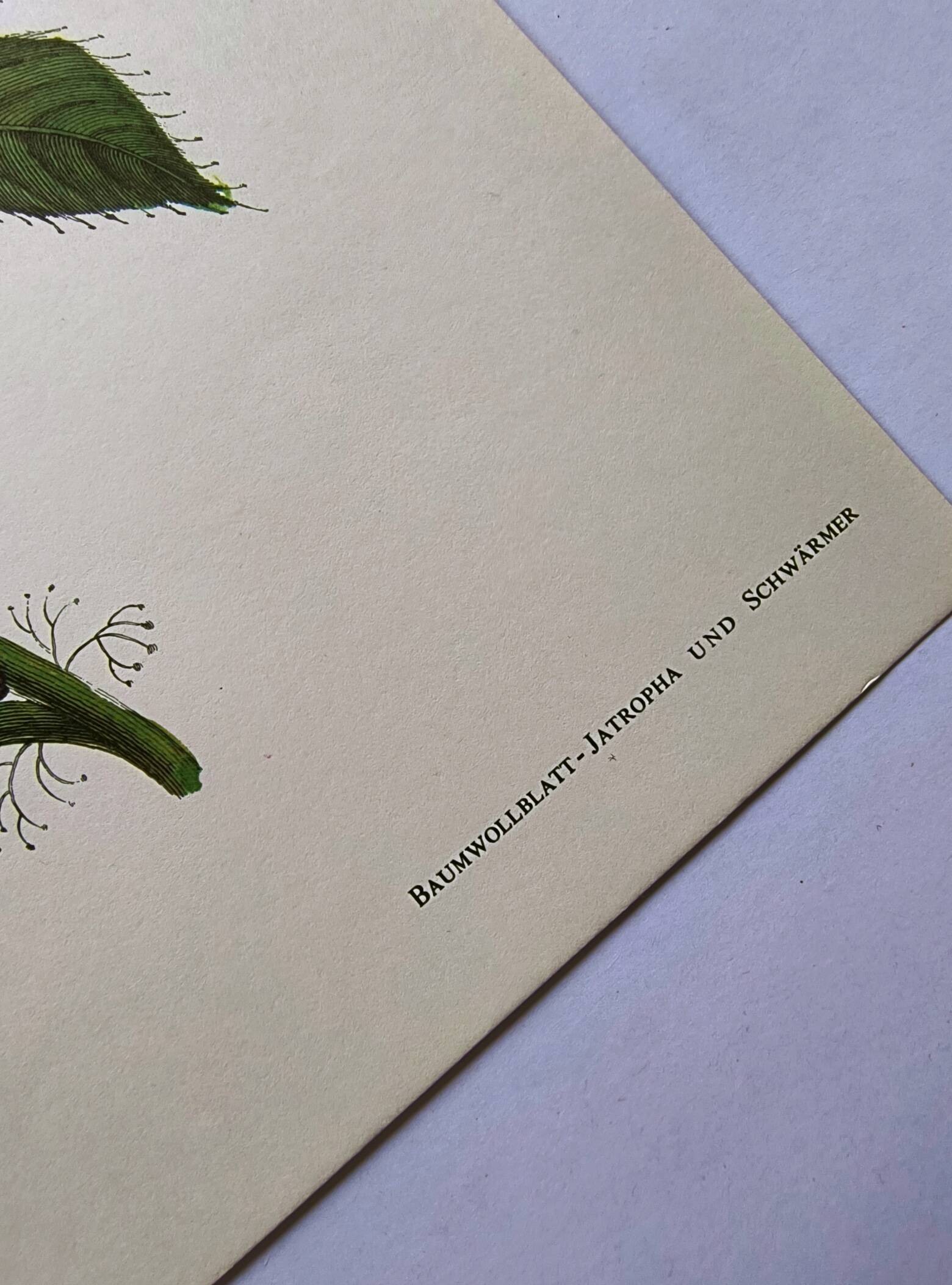 Vintage Illustration - Tropical Sphinx and Exotic Plant - by Merian