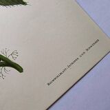 Vintage Illustration - Tropical Sphinx and Exotic Plant - by Merian