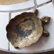Vintage brass pocket tray in the shape of a turtle