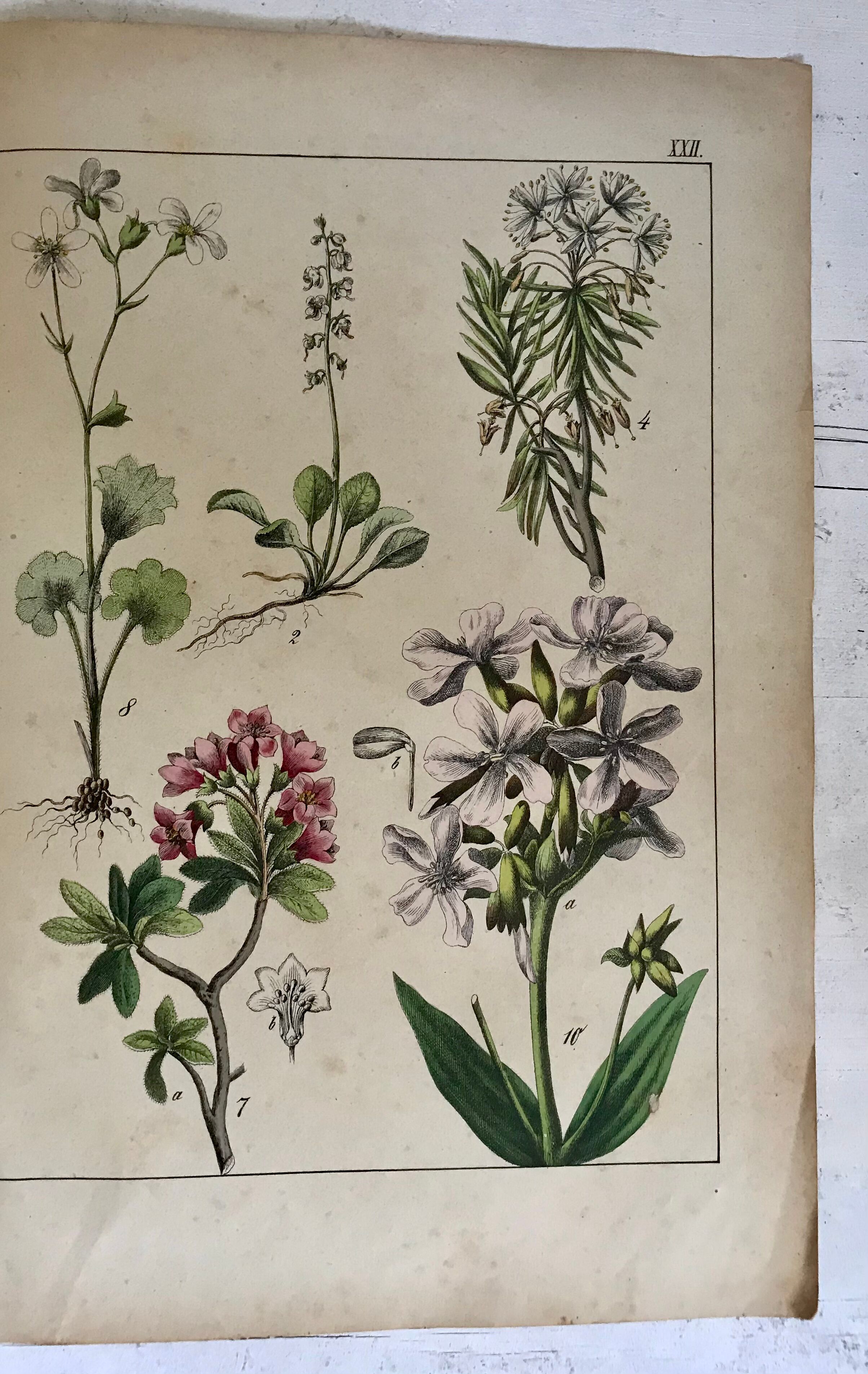 19th 32x42 botanical plank