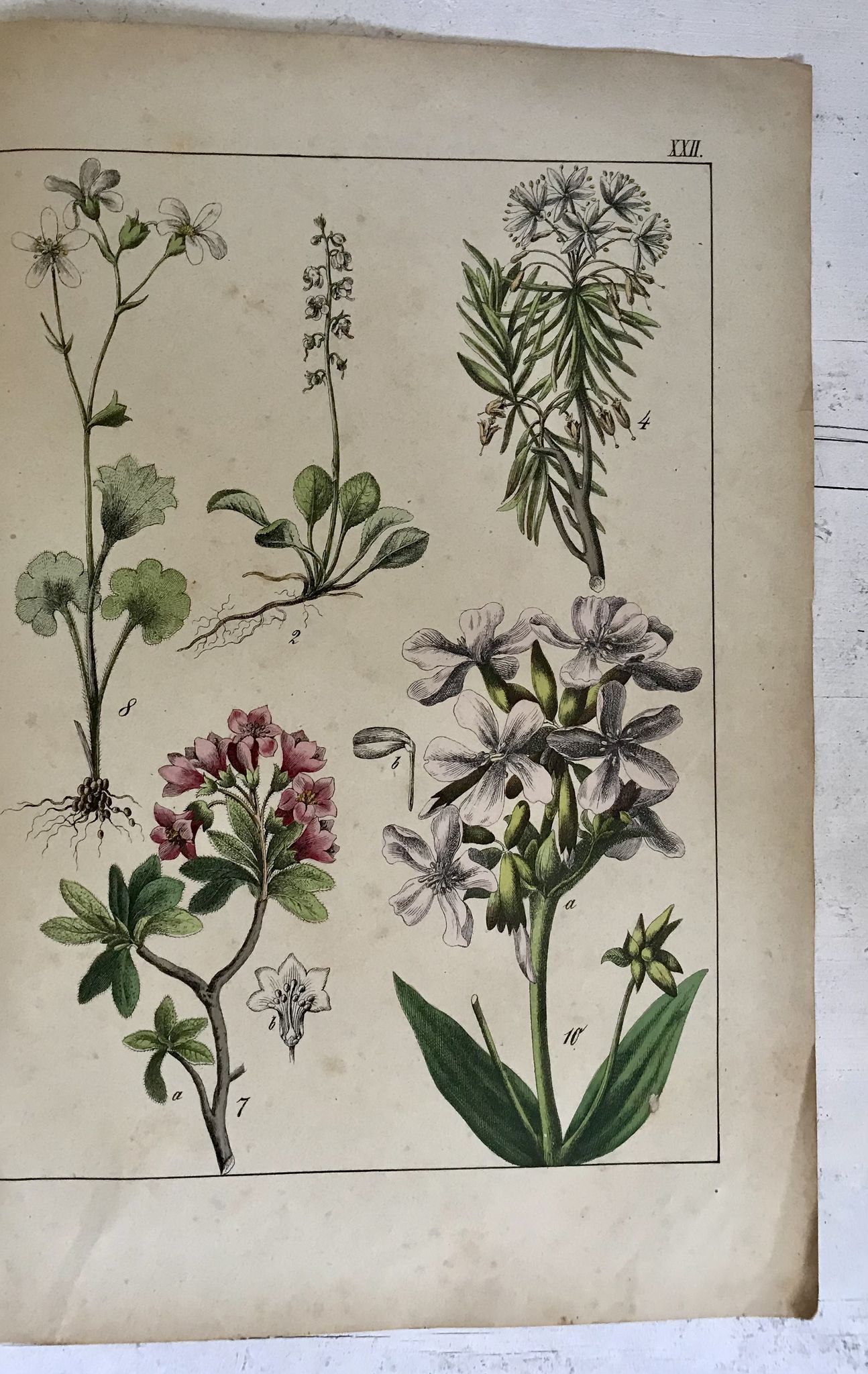 Planche botanique du XIXeme 32x42