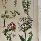 19th 32x42 botanical plank