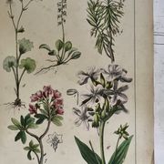 Planche botanique du XIXeme 32x42