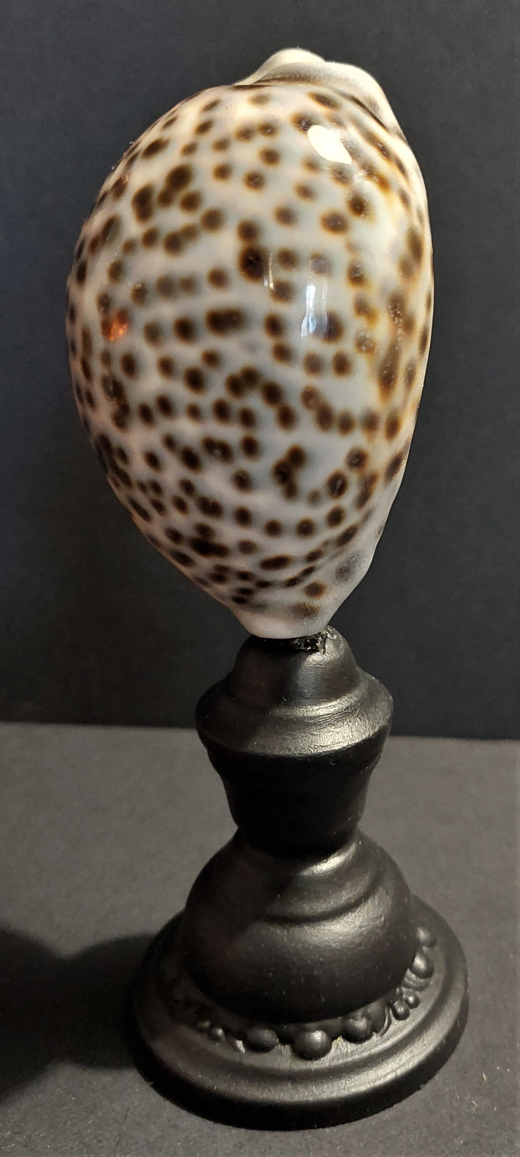 Cabinet of Curiosities shell cypraea tigris on base