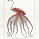 Chimera lithograph animal engraving - the pink flamoulpe