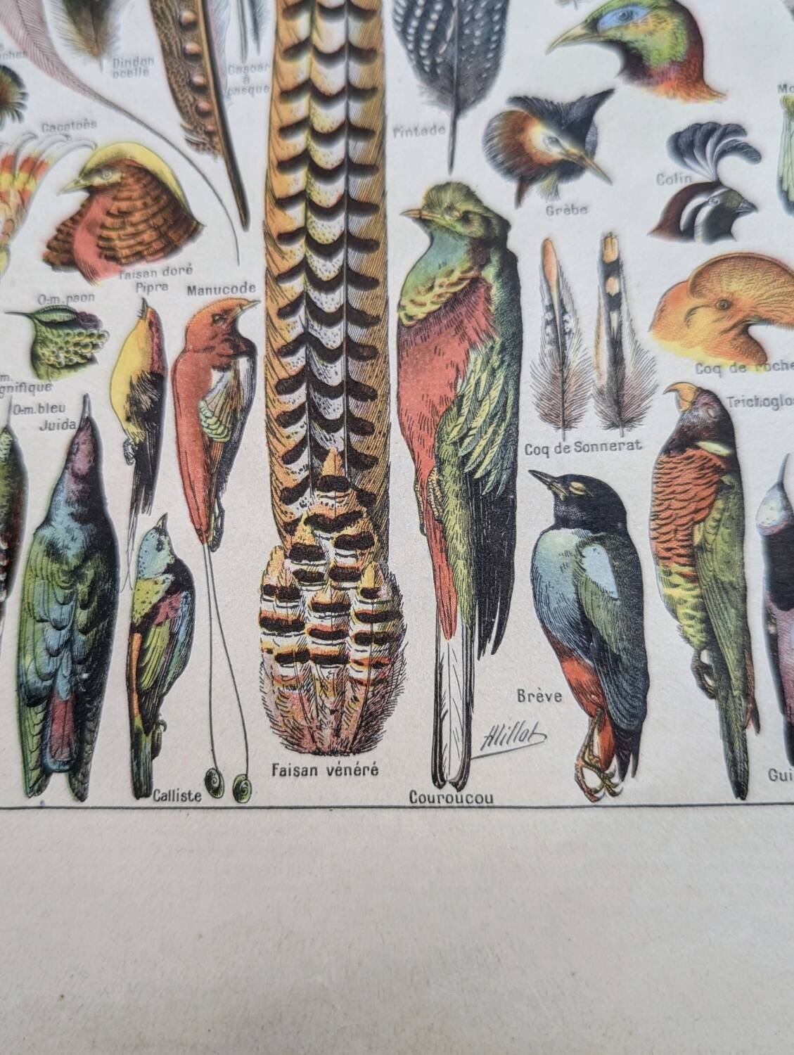 Printed in 1924, the feathers. Old naturalist illustration.