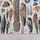 Printed in 1924, the feathers. Old naturalist illustration.