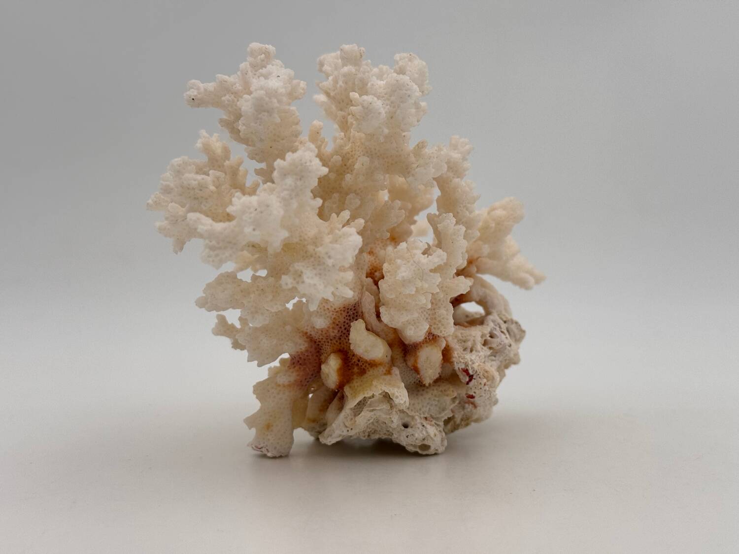 Old white natural coral - 1970s