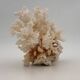 Old white natural coral - 1970s