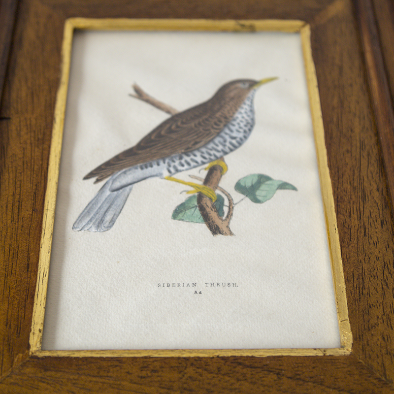 Bird framed lithograph