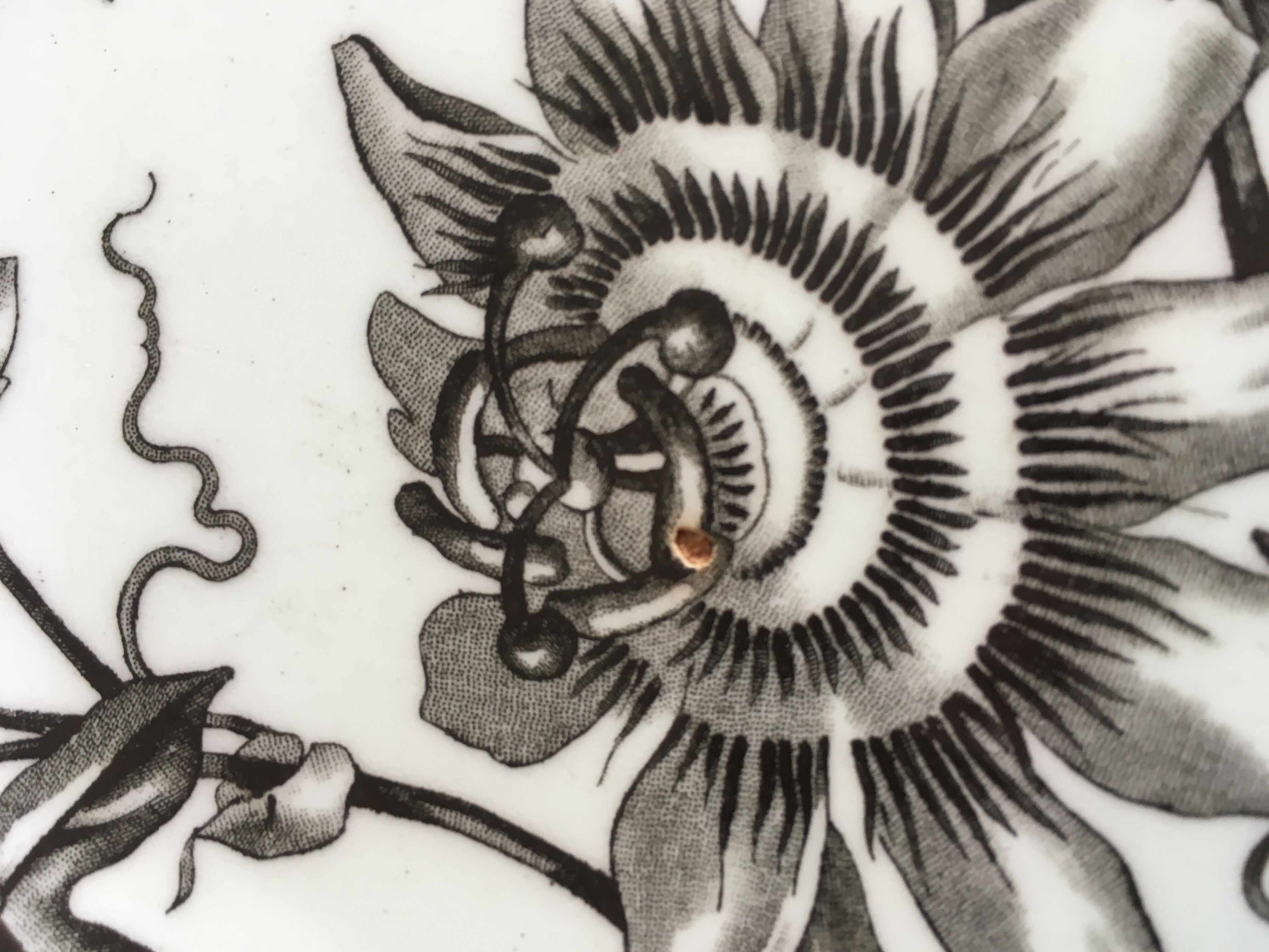 Set of 9 plates Passion flower grey 1880 Brown Westhead Moore 'Co