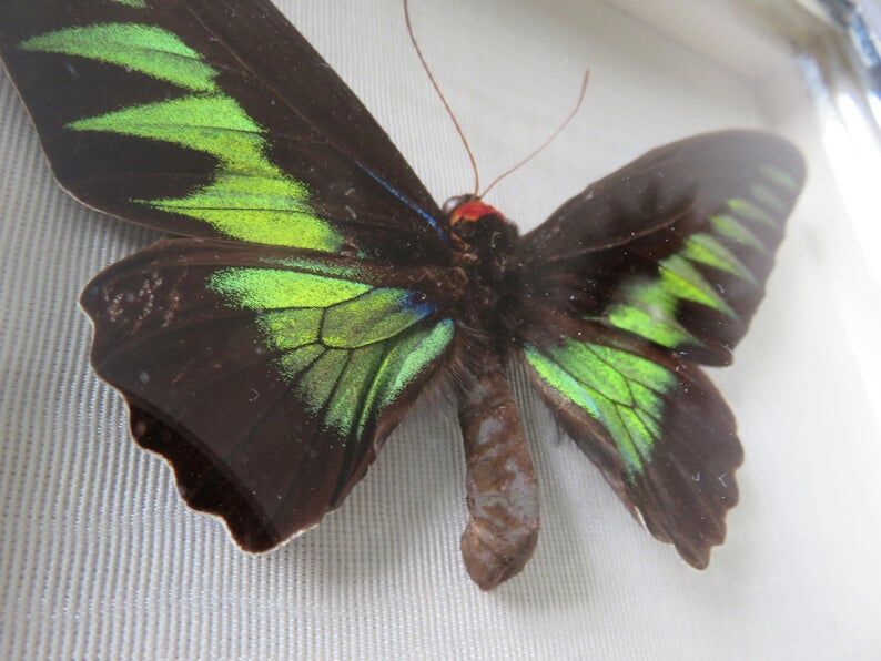 Cadre papillon naturalisé