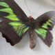 Cadre papillon naturalisé