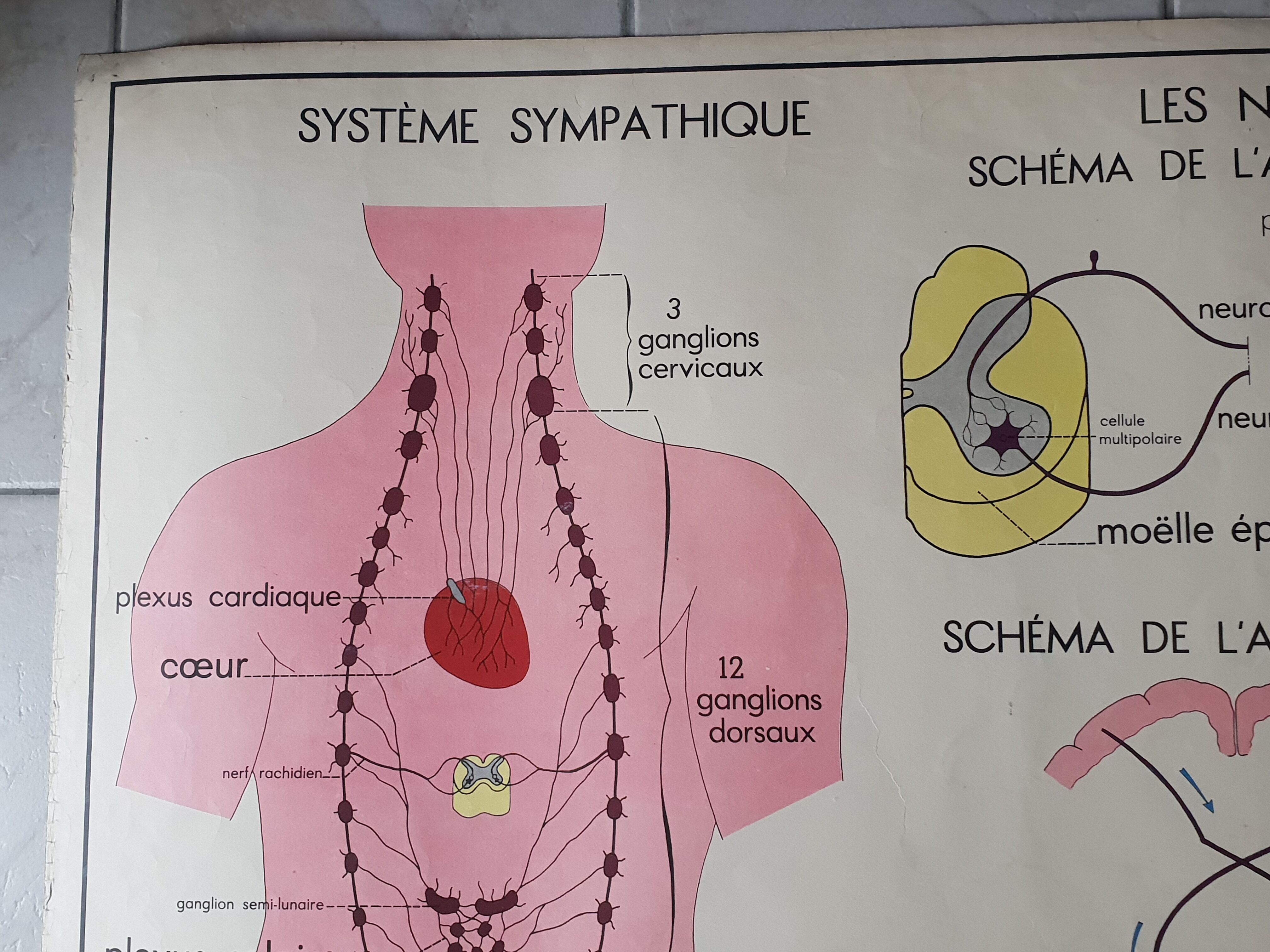 Poster school Nightingale skin no.18 No.17 system friendly