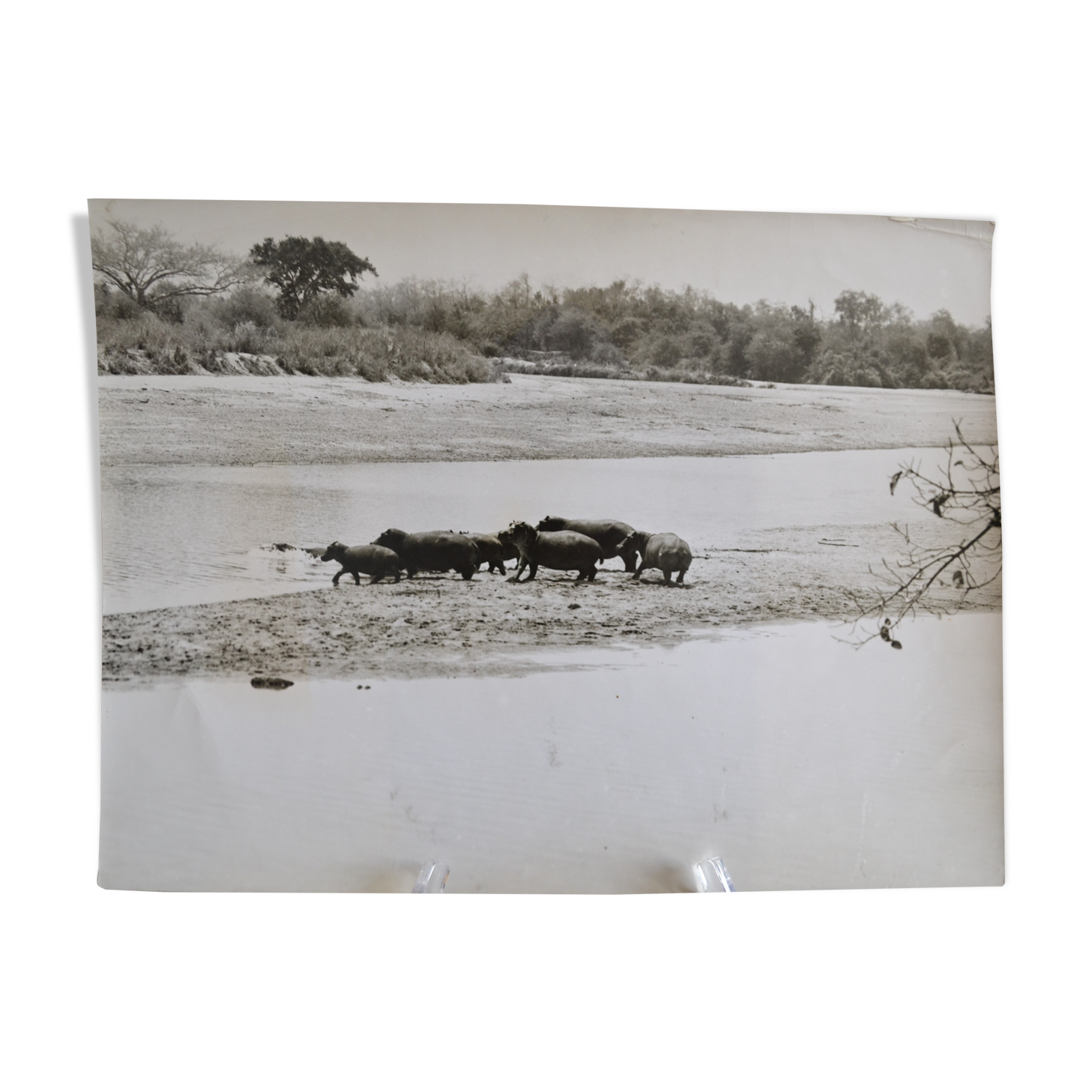 Anonymous silver photo hippopotamus africa circa 1970