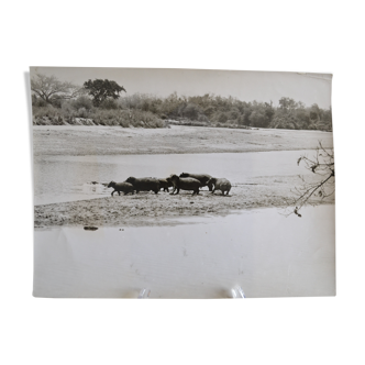 Photo argentique anonyme hippopotame afrique vers 1970