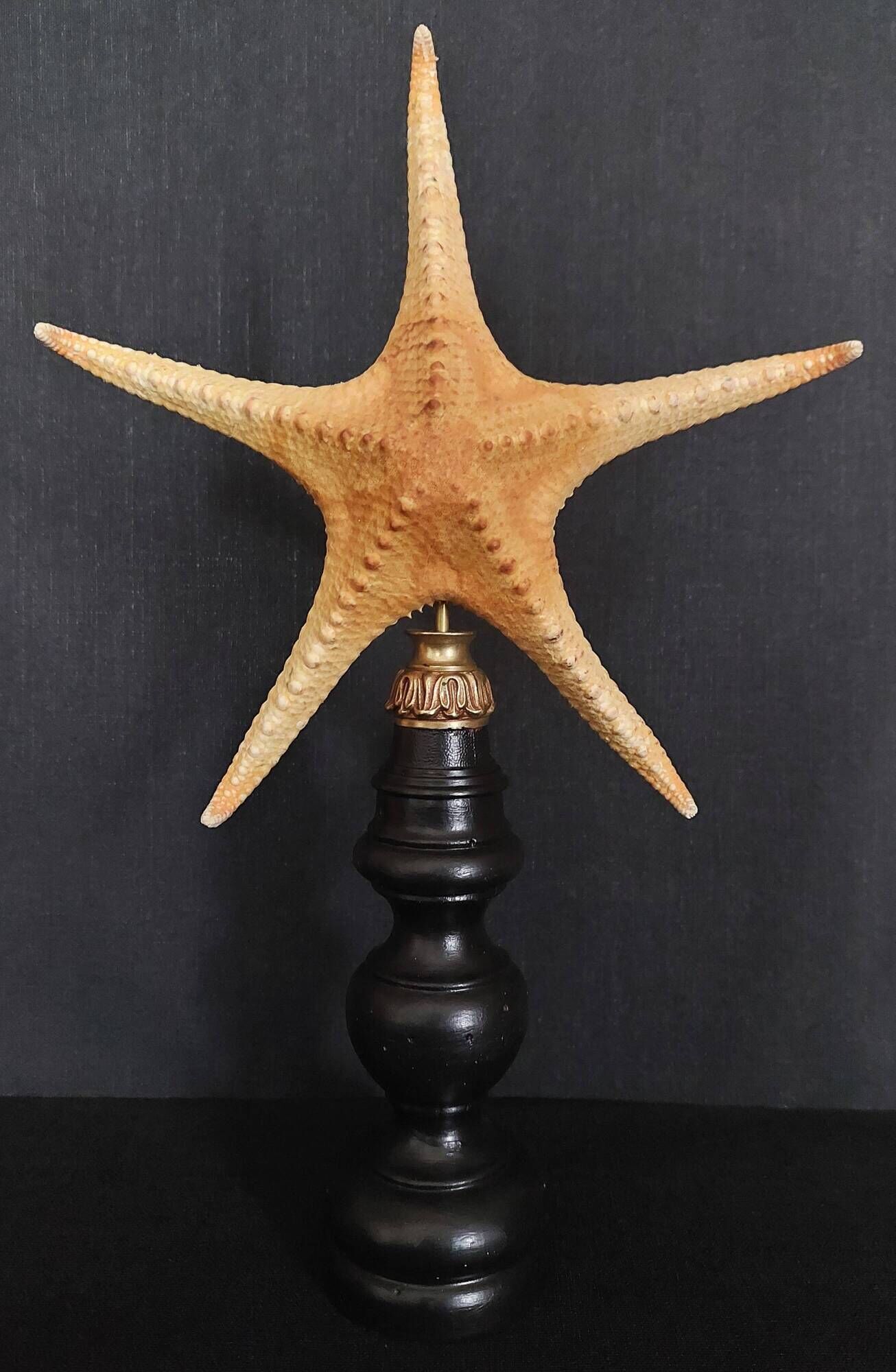 Cabinet of Curiosities starfish poraster superbus on base