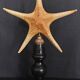 Cabinet of Curiosities starfish poraster superbus on base