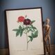Lithograph frame rose Van Eeden