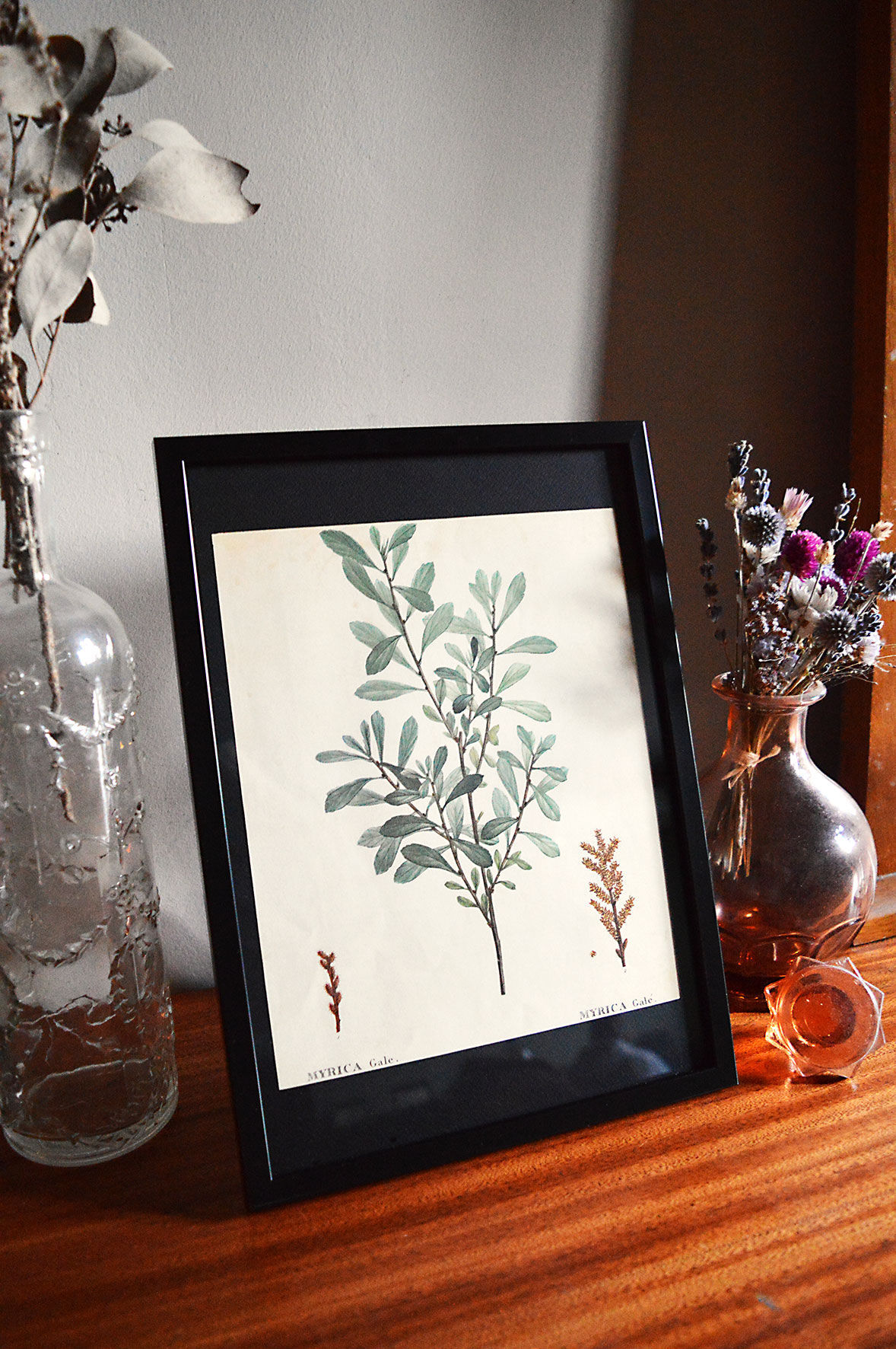 Myrica Gale framed pharmaceutical board