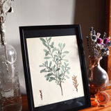 Myrica Gale framed pharmaceutical board