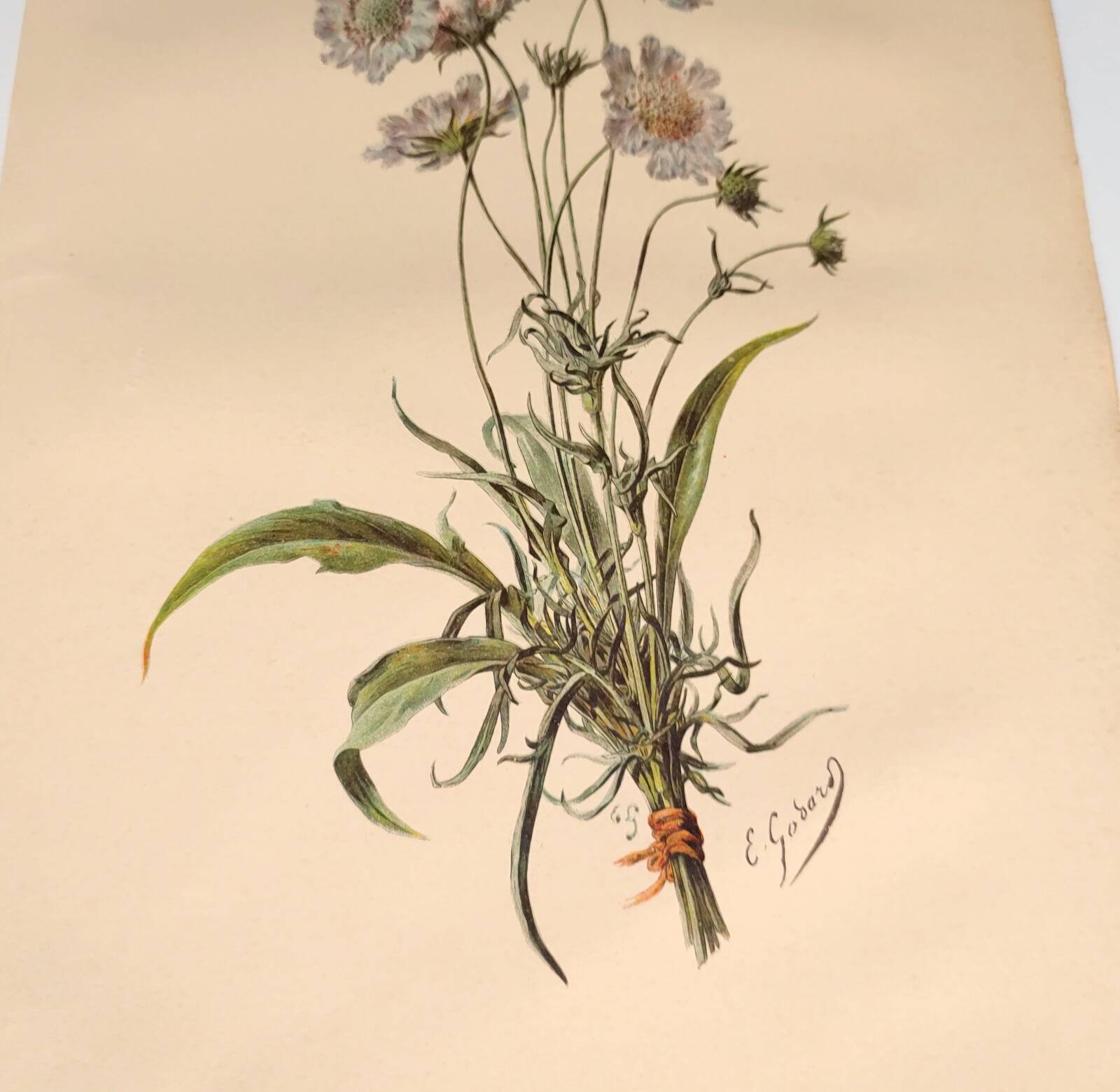 Botanical engraving from 1897 - Bouquet of Scabieuse - Old original flower plate by E.Godart