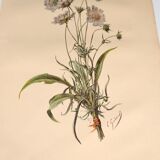 Botanical engraving from 1897 - Bouquet of Scabieuse - Old original flower plate by E.Godart