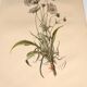 Botanical engraving from 1897 - Bouquet of Scabieuse - Old original flower plate by E.Godart