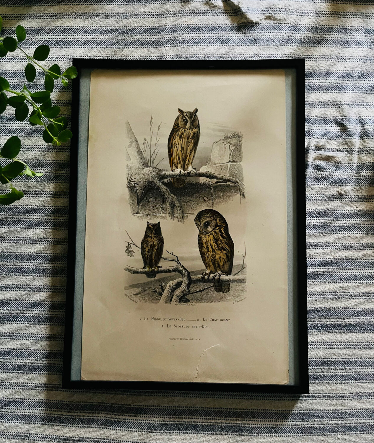 Old framed owl poster
