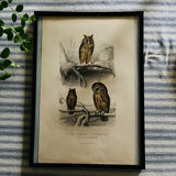 Old framed owl poster
