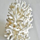 Corail blanc 13 x 10 cm