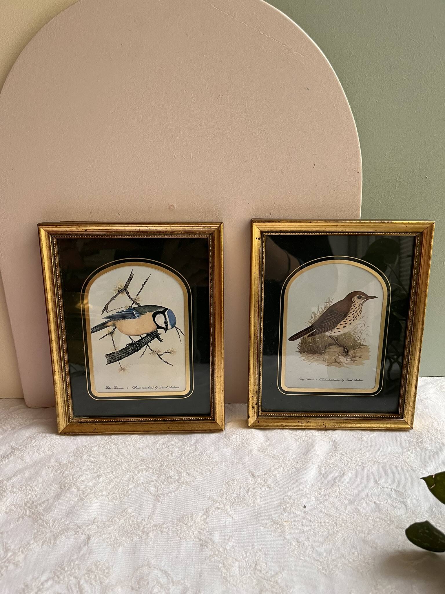 Two vintage bird prints by David Andrews - Chickadee and Song Thrush