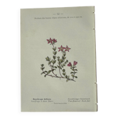 Retro botanical plate 1890 flower and plant of France double-sided