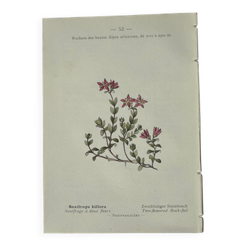 Retro botanical plate 1890 flower and plant of France double-sided