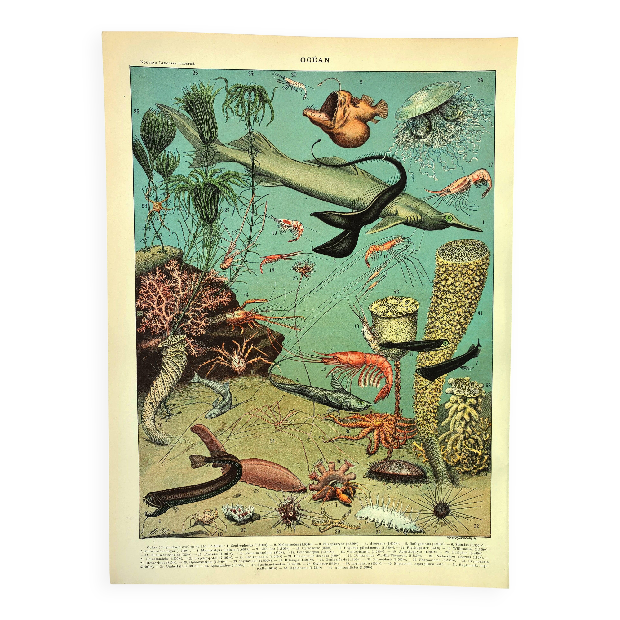 Antique engraving 1897 A. Millot - Ocean and Abyss, deep ocean, fauna