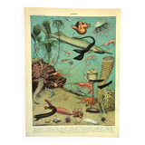 Gravure ancienne 1897 A. Millot - Océan et Abysse, océan profond, faune
