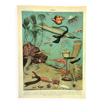 Antique engraving 1897 A. Millot - Ocean and Abyss, deep ocean, fauna