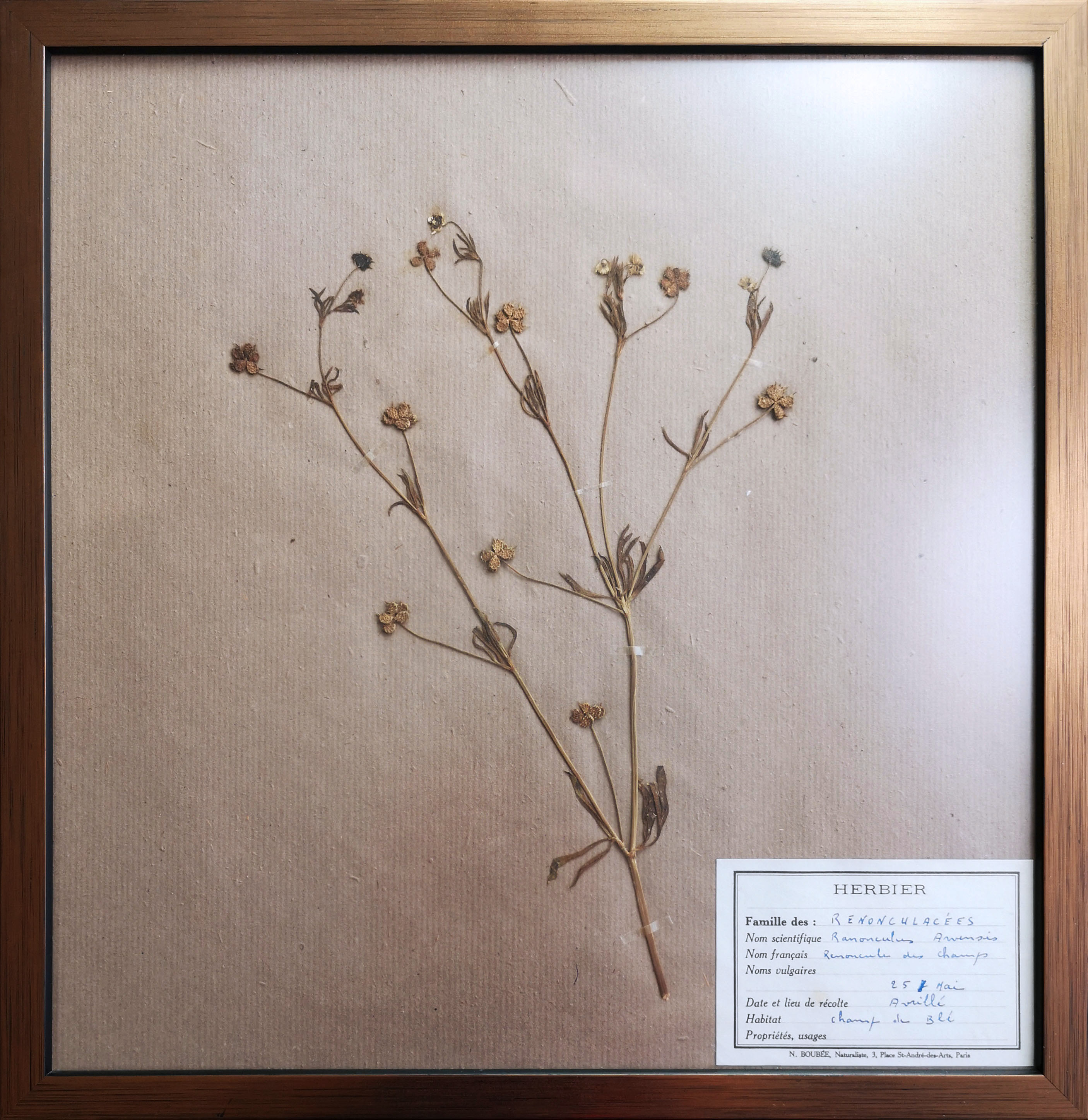 Framed vintage herbariums, decoration, copper frame