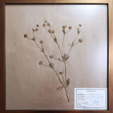 Framed vintage herbariums, decoration, copper frame