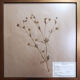 Framed vintage herbariums, decoration, copper frame