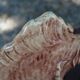Ceramic fish statuette signed