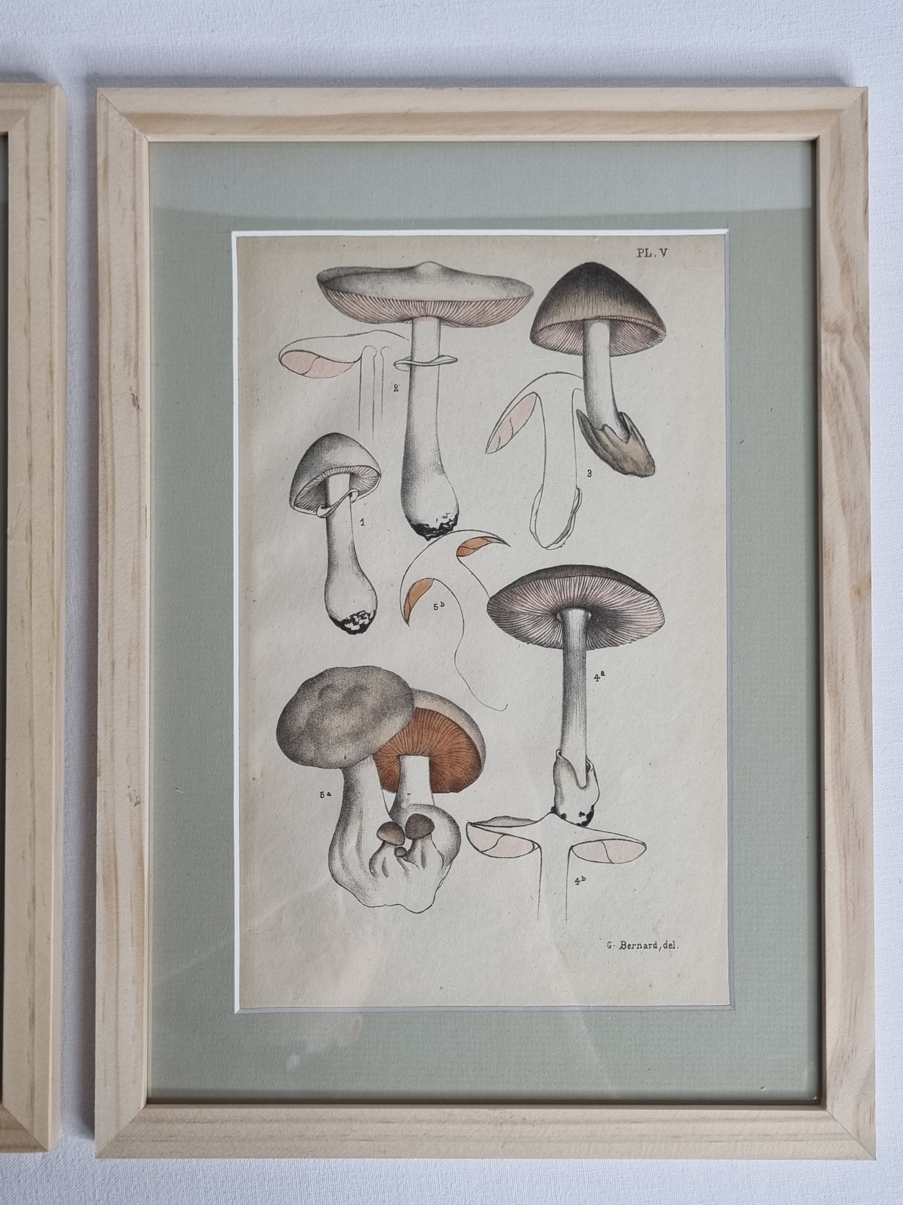 Two old engravings of watercolor mushrooms nineteenth century after G. Bernard