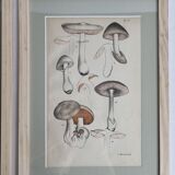Deux anciennes gravures de champignons aquarellées XIXème siècle d'après G. Bernard