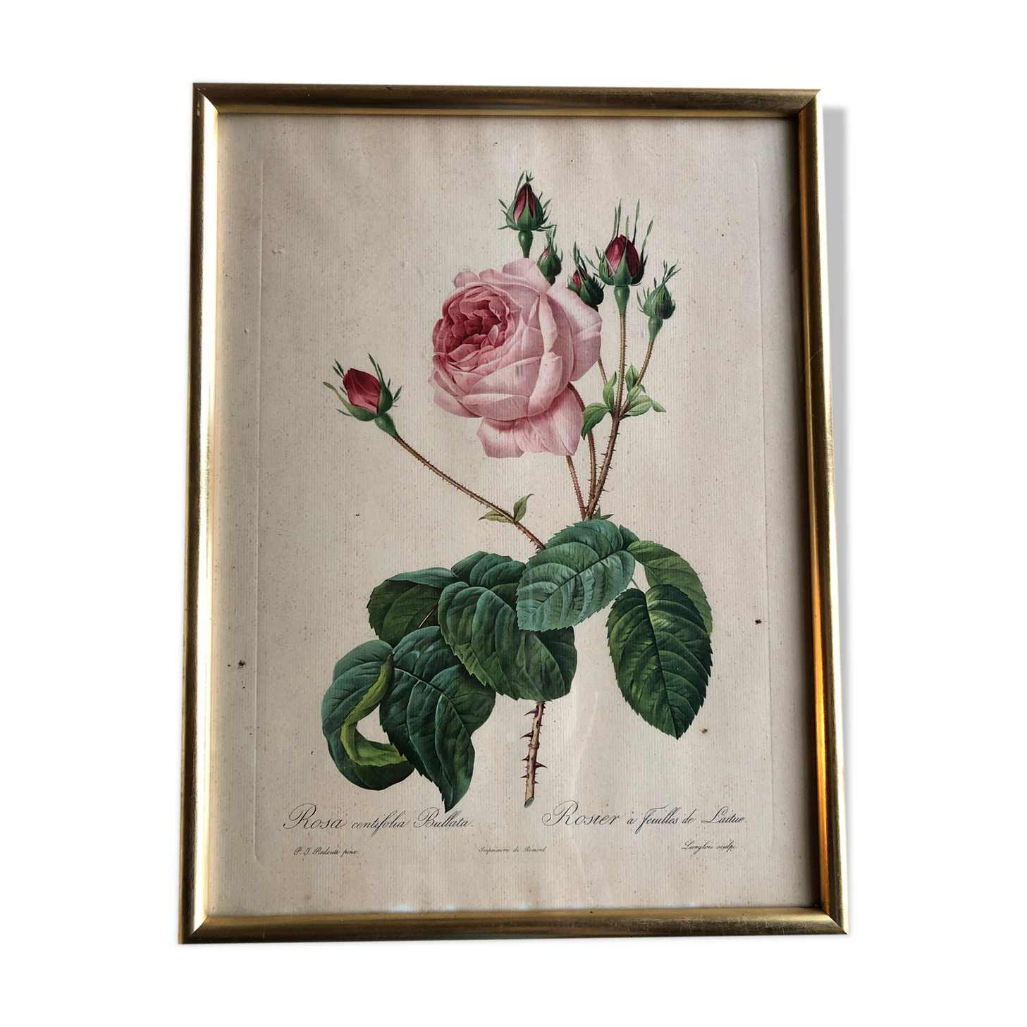 Engraving under glass botanical plank Rose with lettuce leaves