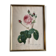 Engraving under glass botanical plank Rose with lettuce leaves