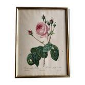 Gravure sous verre planche botanique Rosier à feuilles de laitue