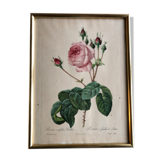 Engraving under glass botanical plank Rose with lettuce leaves