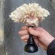 Corail blanc naturel ancien sur socle en bois tourné napoléon iii xixe cabinet de curiosités